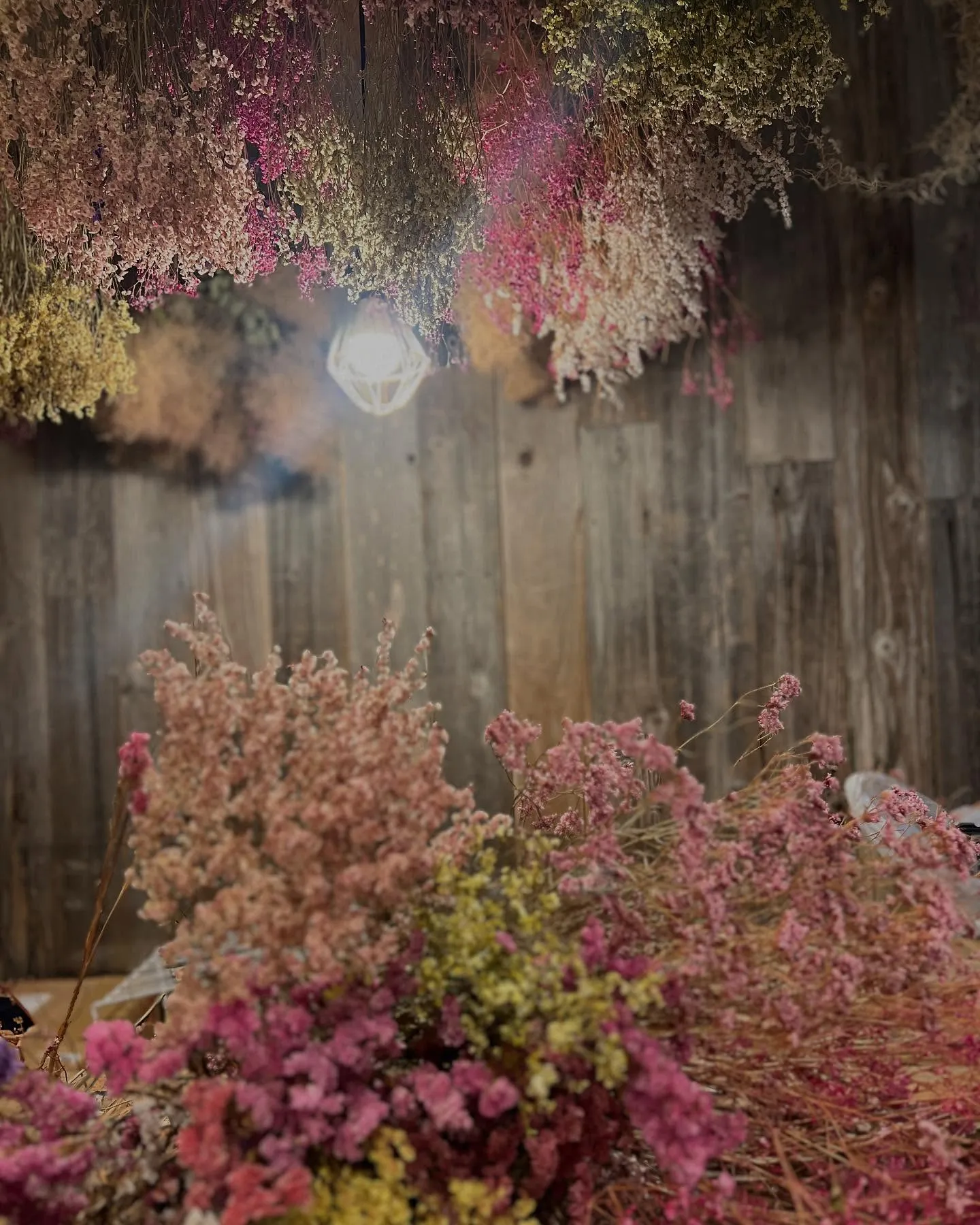 canonのドライフラワー達