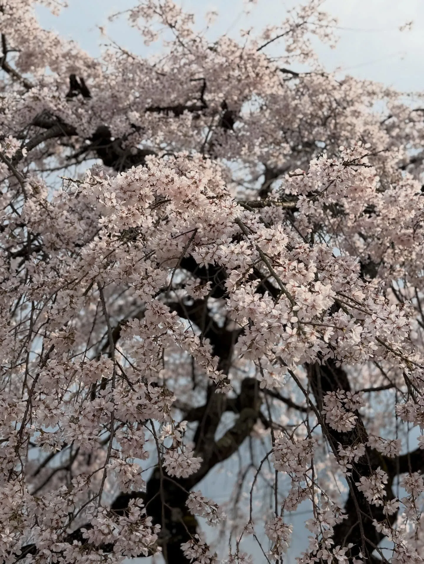 お酒とスイーツ