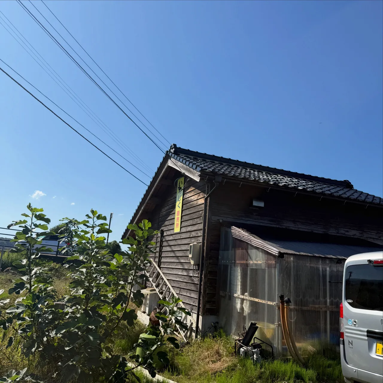 石川県羽咋市の農園さんの無花果が